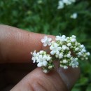 Valeriana dioica L.Valeriana dioica L.