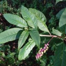 Phytolacca americana L.Phytolacca americana L.