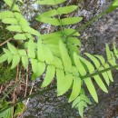 Osmunda regalis L.Osmunda regalis L.