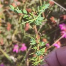 Genista berberidea LangeGenista berberidea Lange