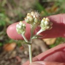 Helichrysum luteoalbum (L.) Rchb.Helichrysum luteoalbum (L.) Rchb.