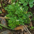 Cardamine hirsuta L.Cardamine hirsuta L.