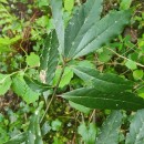 Laurus nobilis L.Laurus nobilis L.