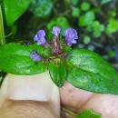 Prunella vulgaris L.Prunella vulgaris L.