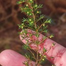 Erica arborea L.Erica arborea L.