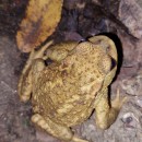 Bufo spinosus Daudin, 1803Bufo spinosus Daudin, 1803