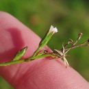 Symphyotrichum squamatum (Spreng.) G.L.NesomSymphyotrichum squamatum (Spreng.) G.L.Nesom