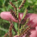 Echinochloa crus-galli (L.) Beauv.Echinochloa crus-galli (L.) Beauv.