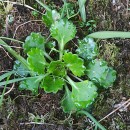 Saxifraga spathularis Brot.Saxifraga spathularis Brot.