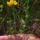 Lotus pedunculatus Cav.Lotus pedunculatus Cav.