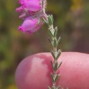 Erica tetralix L.Erica tetralix L.