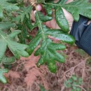 Quercus pyrenaica Willd.Quercus pyrenaica Willd.
