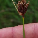 Schoenus nigricans L.Schoenus nigricans L.
