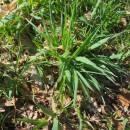 Anthoxanthum amarum Brot.Anthoxanthum amarum Brot.