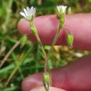 Cerastium fontanum Baumg. subsp. vulgare (Hartm.) Greuter & BurdetCerastium fontanum Baumg. subsp. vulgare (Hartm.) Greuter & Burdet