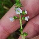 Veronica serpyllifolia L.Veronica serpyllifolia L.