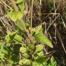 Scrophularia herminii Hoffmanns. & LinkScrophularia herminii Hoffmanns. & Link
