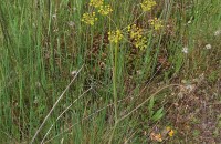 Thapsia minor Hoffmanns. & LinkThapsia minor Hoffmanns. & Link