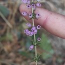 Erica cinerea L.Erica cinerea L.