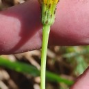 Hypochaeris radicata L.Hypochaeris radicata L.