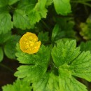 Ranunculus repens L.Ranunculus repens L.