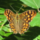 Pararge aegeria (Linnaeus, 1758)Pararge aegeria (Linnaeus, 1758)