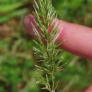 Anthoxanthum odoratum L.Anthoxanthum odoratum L.