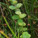 Hypericum elodes L.Hypericum elodes L.