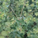 Euphorbia hirsuta L.Euphorbia hirsuta L.