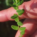 Hypericum pulchrum L.Hypericum pulchrum L.
