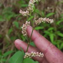 Persicaria lapathifolia (L.) GrayPersicaria lapathifolia (L.) Gray