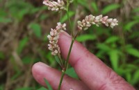 Persicaria lapathifolia (L.) GrayPersicaria lapathifolia (L.) Gray