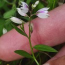 Polygala vulgaris L.Polygala vulgaris L.