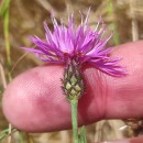 Centaurea limbata Hoffmanns. & LinkCentaurea limbata Hoffmanns. & Link