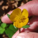 Ranunculus repens L.Ranunculus repens L.