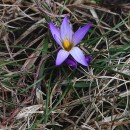 Romulea bulbocodium (L.) Sebast. & MauriRomulea bulbocodium (L.) Sebast. & Mauri