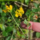 Lotus pedunculatus Cav.Lotus pedunculatus Cav.