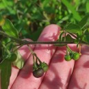 Solanum chenopodioides Lam.Solanum chenopodioides Lam.