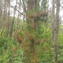 Pinus radiata D. DonPinus radiata D. Don