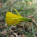 Narcissus bulbocodium L.Narcissus bulbocodium L.
