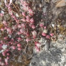 Sedum brevifolium DC.Sedum brevifolium DC.
