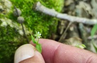 Moehringia trinervia (L.) Clairv.Moehringia trinervia (L.) Clairv.