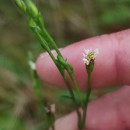 Symphyotrichum squamatum (Spreng.) G.L.NesomSymphyotrichum squamatum (Spreng.) G.L.Nesom