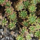 Sedum hirsutum All.Sedum hirsutum All.