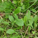 Rumex acetosella  L.Rumex acetosella  L.