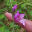 Gladiolus communis L.Gladiolus communis L.
