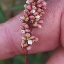 Persicaria maculosa GrayPersicaria maculosa Gray