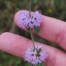 Mentha pulegium L.Mentha pulegium L.
