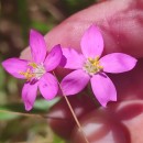 Centaurium portense (Brot.) BuchnerCentaurium portense (Brot.) Buchner