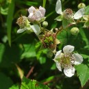 Rubus canescens DC.Rubus canescens DC.